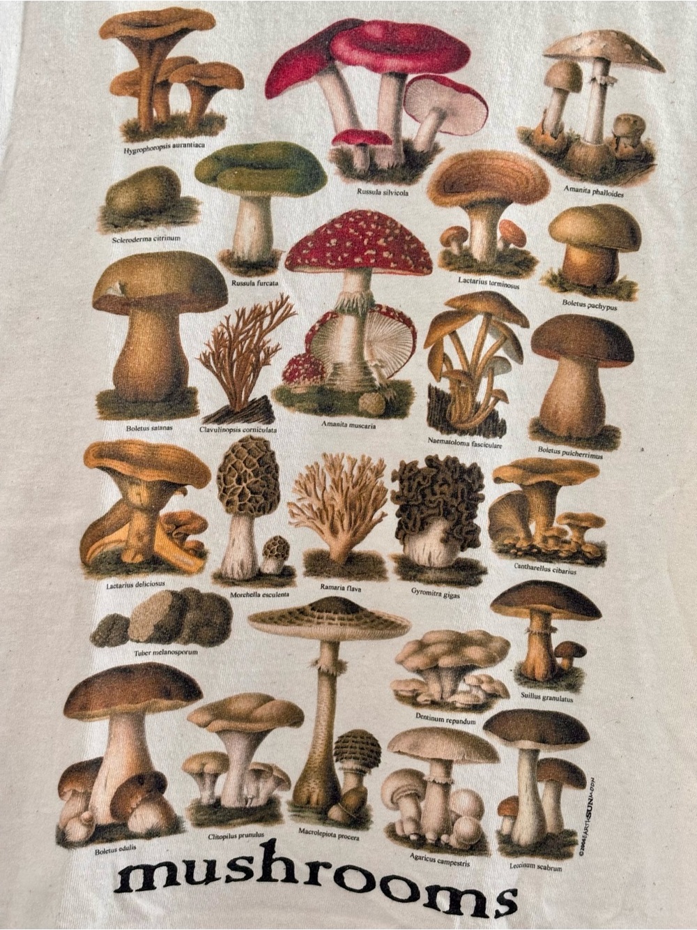 Mushrooms CA Nature Park Graphic Tee - Natural Cream, 💯 cotton - Picture 3 of 5